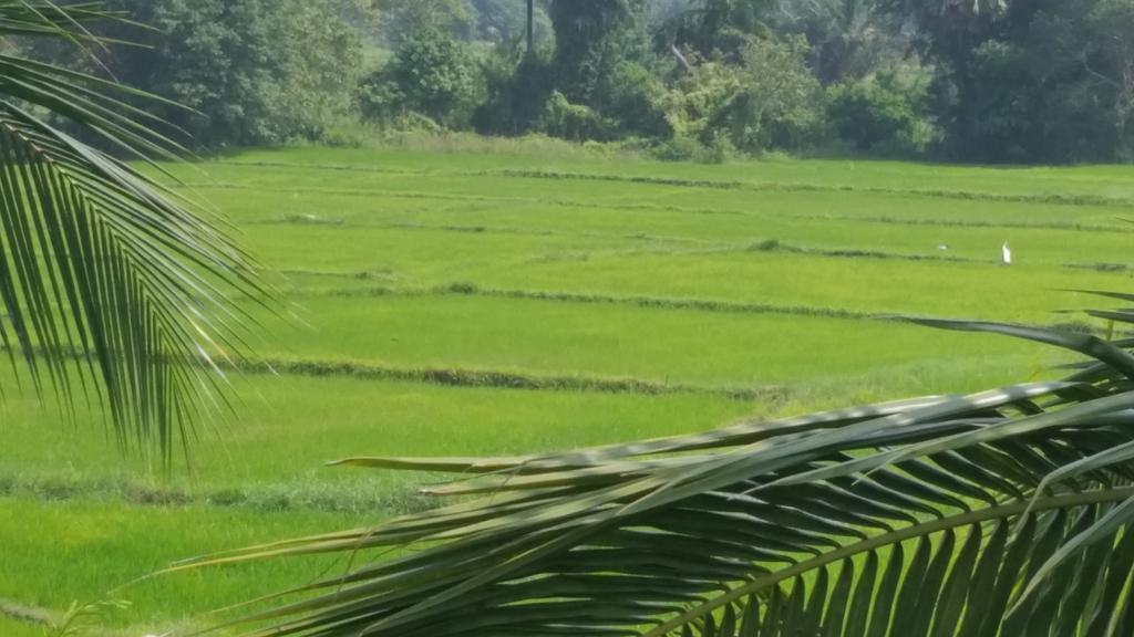 Serene View Tourist Rest Hotell Anuradhapura Exteriör bild