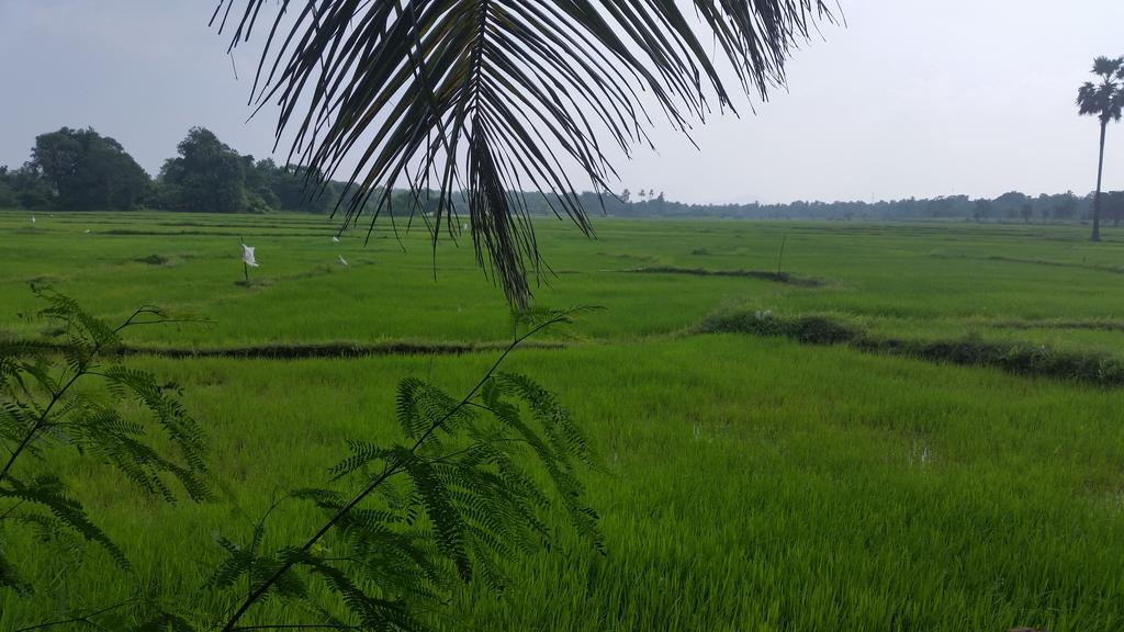 Serene View Tourist Rest Hotell Anuradhapura Exteriör bild