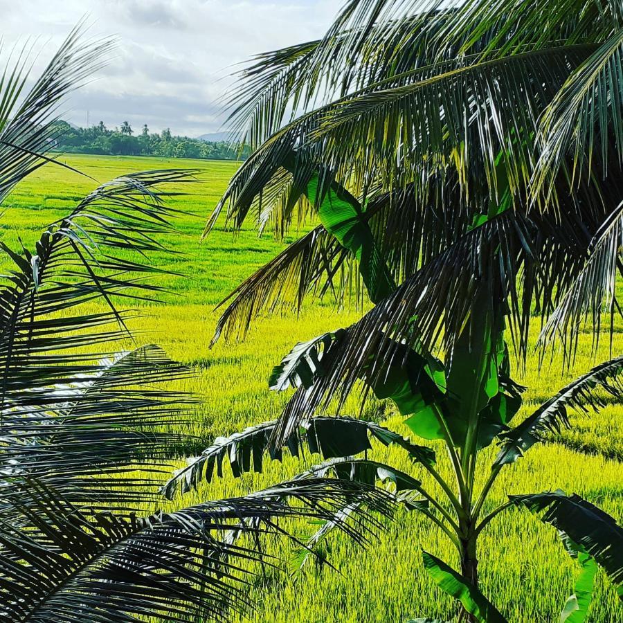 Serene View Tourist Rest Hotell Anuradhapura Exteriör bild